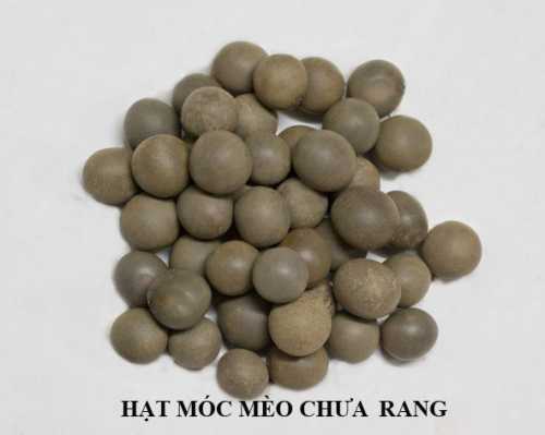 Hạt Móc Mèo