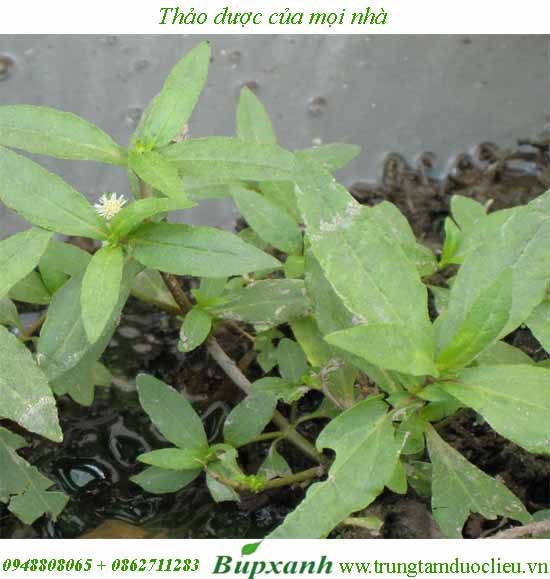 Bán cây cỏ mực khô Bán cây cỏ mực khô