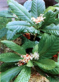 Ba gạc ấn độ