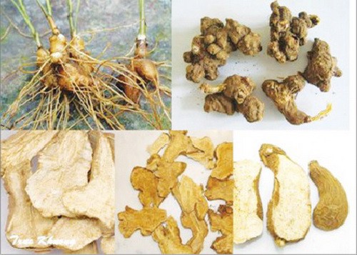Bạch truật Bạch truật