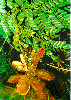 Vuốt Hùm