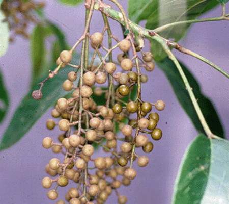 Cây Nhội Cây Nhội
