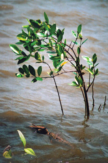 Cây Mắm