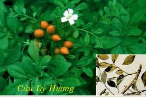 Cây cửu lý hương