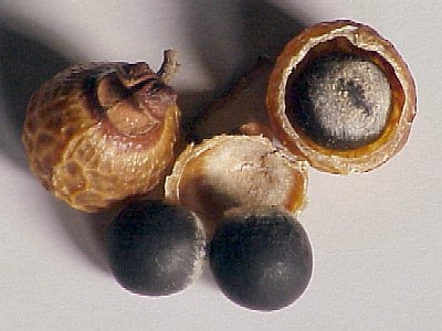 Bồ Hòn Bồ Hòn