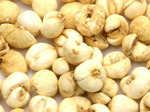 Bối mẫu Bối mẫu