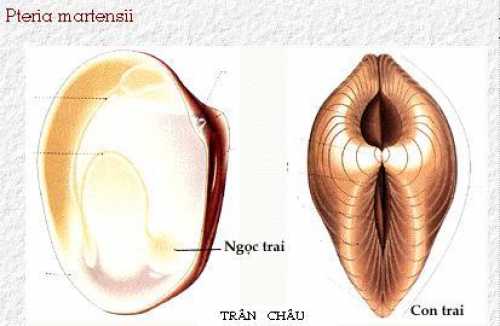 Trân Châu