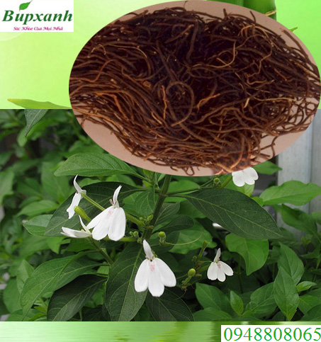 Cây bạch hạc Cây bạch hạc