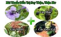 Bài thuốc chữa bệnh thận hư