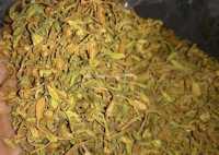 Hoa đu đực chữa ung thư