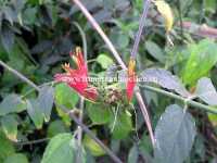 Chữa ung thư hạch bằng cây bìm bịp