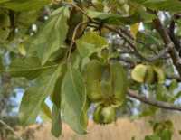 Địa chỉ bán cây trâm bầu