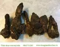 Địa chỉ bán nấm ngọc cẩu tại cần thơ