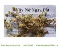 Mua cây nở ngày đất ở đâu