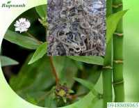 Mua cây nhọ nồi ở đâu