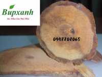 Mua cây cỏ máu ở đâu