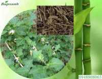 Cách trồng cây cà gai leo