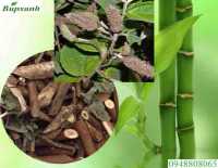 Kết hợp cây an xoa để chữa bệnh ung thư