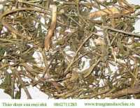 Cây dừa cạn chữa bệnh gì