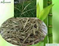 Cây cỏ mần trầu bán ở đâu