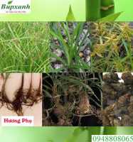 Cây cỏ cú chữa bệnh gì