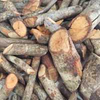 Cây tơm trơng có chữa bệnh gút