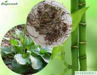 Tổng hợp công dụng của cây mã để và bài thuốc từ cây mã đề