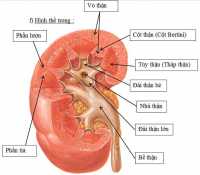 Người chạy thận sống được bao lâu