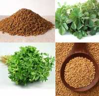 Cách sử dụng hạt methi ấn độ chữa tiểu đường