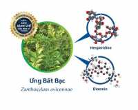 Mua cây ưng bất bạc ở đâu