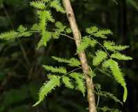 Phân biệt 2 loại thạch vĩ