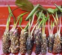 Tác dụng củ súng tốt cho sinh lý
