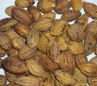 Quả chiêu liêu được sử dụng chữa viêm họng