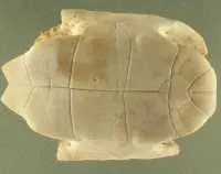 Mai rùa chữa bệnh gì