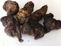 Địa hoàng chữa bệnh gì