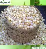 Hành tăm chữa bệnh gì