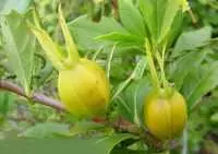 Chi tử chữa bệnh gì