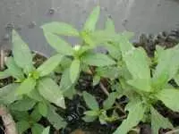 Cây cỏ mực thảo dược chữa suy thận đen tóc