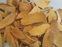 Rễ nhàu vị thuốc quý chữa đau nhức