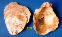 Sử dụng thuốc gì để chữa ra mồ hôi tay chân