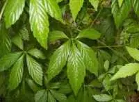 Cây cỏ thần kỳ giúp trường thọ