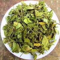 Mua dây thìa canh ở đâu chữa tiểu đường