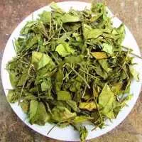 Mua dây thìa canh ở đâu chữa tiểu đường