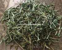 Cung cấp cây bìm bịp số lượng lớn