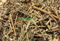 Mua cây cỏ xước ở đâu tốt