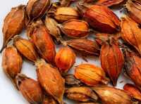 Quả dùng dành làm gia vị