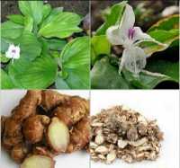 Củ địa liền không chỉ là bài thuốc xoa bóp mà còn có thễ hỗ trợ điều trị bệnh dạ dày