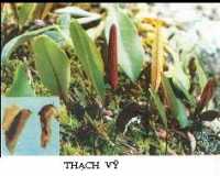 Cây thạch vĩ bạn đã nghe về công dụng điều trị bệnh viêm niệu đạo và hỗ trợ điều trị bệnh sỏi thận bạn có biết ?