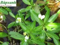 Cây rau dừa nước được sử dụng để làm thuốc giúp điều trị bệnh viêm bàng quang, viêm thận có hiệu quả bất ngờ