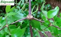 Cây đơn  châu chấu có công dụng rất tốt trong việc điều trị bệnh xương khớp viêm gan bạn đã biết đến điều này chưa?